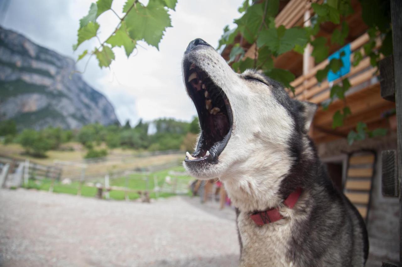 Agriturismo Athabaska 圣洛伦索巴纳尔 外观 照片